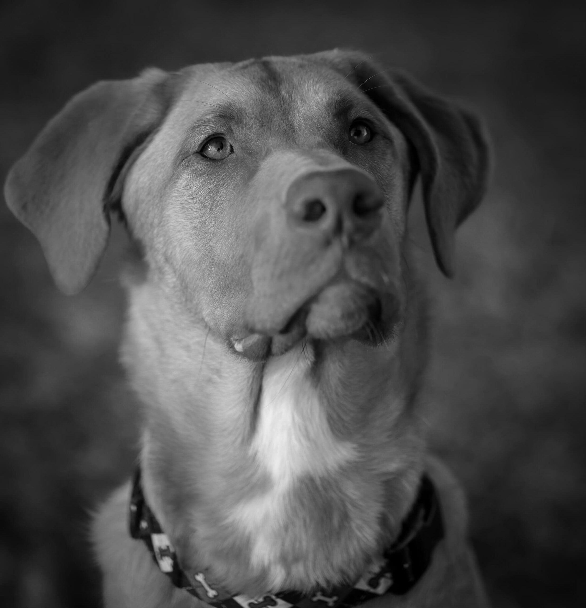 Koda, Dave’s rescued dog
